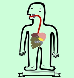 Digestive system vector image