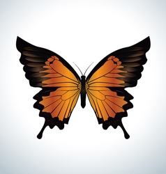 Orange butterfly vector image
