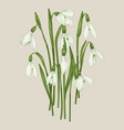 Bouquet of snowdrops vector image