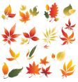 Autumn design vector image