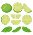 Lime vector image