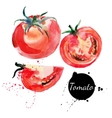 Tomato set Hand drawn watercolor painting on white vector image