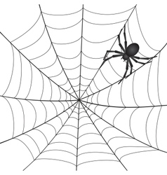 A Spiderweb with Spider vector image