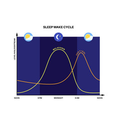 Sleep wake cycle Royalty Free Vector Image - VectorStock