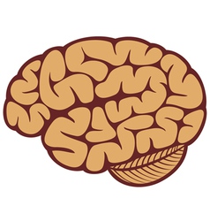 The human brain vector image