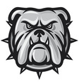Bulldog head vector image