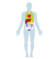 Human organs vector image