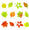 Set of Autumn Leaves vector image
