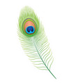 Peacock feather vector image
