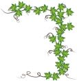 Green ivy vector image
