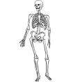 Human skeleton vector image
