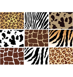 Animal skin Animal skin vector image
