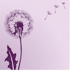 Blow dandelions vector image