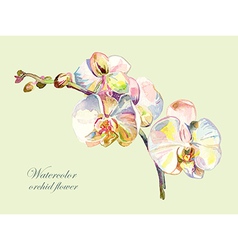 Ornate watercolor orchid flower vector image