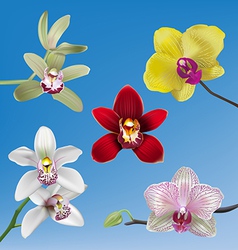 Orchid Collection vector image