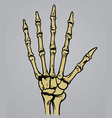 Hand bone anatomy vector image