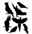 Silhouettes of parrots vector image