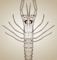 Engraved lobster vector image