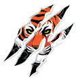 Tiger claw mark vector image