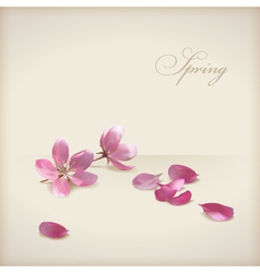 Floral cherry blossom flowers spring design vector image