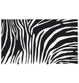 Zebra skin background vector image