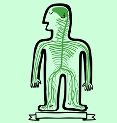 Human nervous system vector image