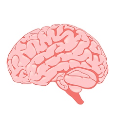 Pink brain side view vector image