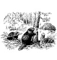 Eurasian beaver vector image