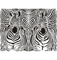 Zebra pattern background vector image