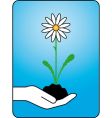 Chamomile vector image