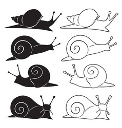 Snail vector image