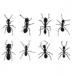 Ants vector image
