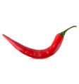 Chili vector image