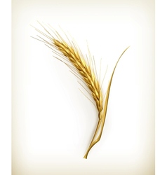 Ear of wheat vector image