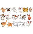 Different breeds of dogs Different breeds of dogs vector image