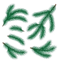 Set of fir branch vector image