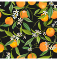 Seamless Pattern Orange Fruits Background vector image