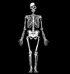 Skeleton layers vector image