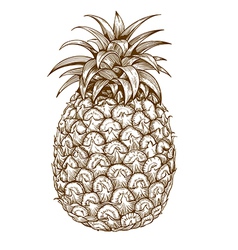 Engraving pineapple vector image