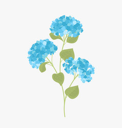 Hydrangea flower vector image