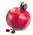 Pomegranate with seeds vector image