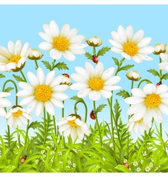 White flower and green grass vector image