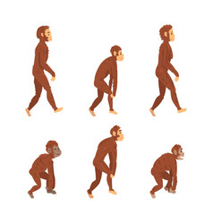 Biology human evolution stages evolutionary Vector Image