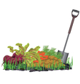 Autumn harvest vegetables on the grass and shovel vector image