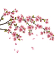 Sakura blossom Japanese cherry tree isolated vector image