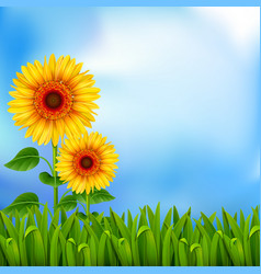 Sunflowers vector image