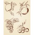 Hand drawn berries and fruits vector image