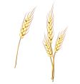 Wheat stem vector image