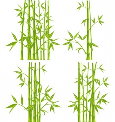 Bamboo mesh vector image