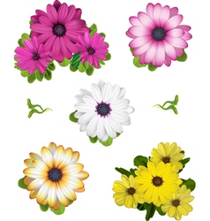 African Daisy Collection vector image